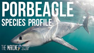 PORBEAGLE SHARK  Shark Profile 1 [upl. by Erleena]