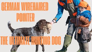 German Wirehaired Pointer The Ultimate Hunting Machine What’s Up Dog Episode 2 [upl. by Aramoj195]