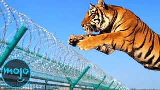 Top 10 Greatest Zoo Animal Escapes [upl. by Assilanna]