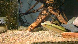 Crenicichla sp quotInirida IVquot [upl. by Akemehc]