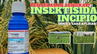 Insektisida Incipio 200 SC  dosis cara menggunakan incipio obat hama penggerek batang padi ampuh [upl. by Lorita]