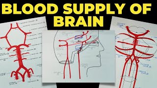 Blood Supply of Brain  Circle of Willis  Neuroanatomy  EOMS [upl. by Chapnick]