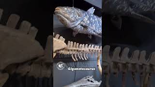 The Not So Giant Giganotosaurus on Display at the Hand of Man Museum [upl. by Lilah590]