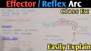 Effector  Reflex Arc  Reflex Action  Class 12 Biology [upl. by Arit]