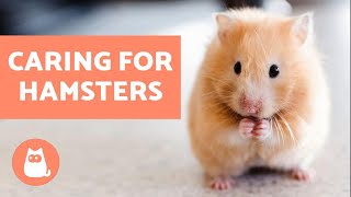 How to Look After a Hamster 🐹 Basic Care Needs [upl. by Freddi593]