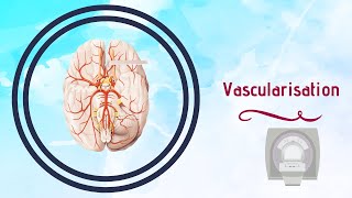 Neuroanatomie  Vascularisation du Cerveau [upl. by Berenice]