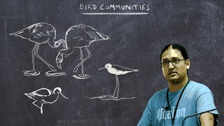 Basic Ornithology Bird Communities [upl. by Ellegna]