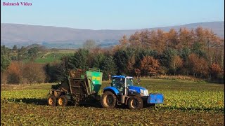 Beet Lifting with Two New Hollands and Armer Salmon Harvester [upl. by Eirrok]