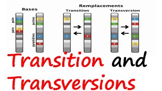 Transition and transversions [upl. by Yzmar248]