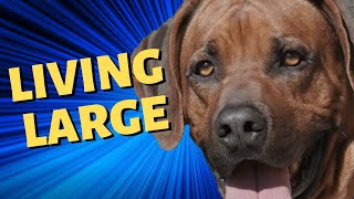 Barney the Rhodesian Ridgeback  Living Large  Told by Susie [upl. by Ranice697]