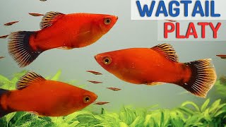 Red Wagtail Platy Fish Species Profile  Care Guide Xiphophorus maculatus [upl. by Buschi]