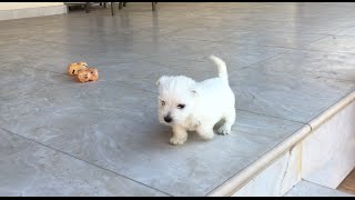 Westie puppy goes down stairs for the first time goes faster on 2nd attempt [upl. by Ydolem]