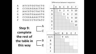 Creating a Phylogenetic Tree [upl. by Llenet82]