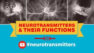 Neurotransmitters And Their Functions Dopamine Glutamate Serotonin Norepinephrine Epinephrine [upl. by Munsey790]