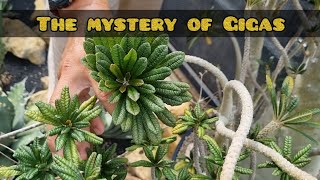 The Mystery of Dorstenia Gigas [upl. by Norrag888]