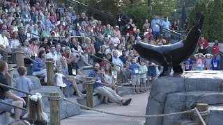 Legislators and Guests Enjoy the Sea Lion Show at the St Louis Zoo [upl. by Enecnarf232]