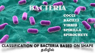 Classification of bacteria based on the shapecocci  Bacilli Vibrio Spirilla  Spirochaete Tamil [upl. by Watson171]