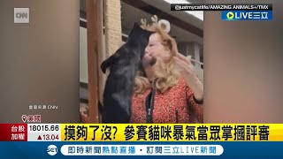 飼主帶愛貓參展 不爽評審一直摸 參賽黑貓突暴走失控quot掌摑quot評審│記者 林羿含│【國際大現場】20240126│三立新聞台 [upl. by Ainoda184]