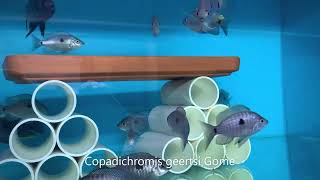 Integral Aquatics Copadichromis geertsi Gome [upl. by Ciapas349]