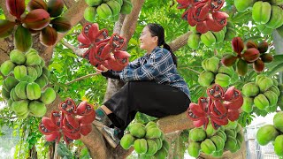 Harvest MU TROM  Sterculia foetida  go to the market sell  Vietnamese Harvesting [upl. by Thain923]