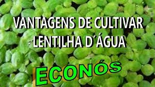 Vantagens de produzir lentilhas d´água [upl. by Kelli]