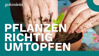 Zimmerpflanzen richtig umtopfen [upl. by Warford]