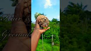 Grenada vlog how do you use this amazing Pineapplegrenada youtubeshorts travel grenadian473 [upl. by Caron]