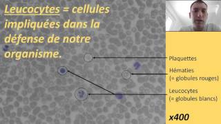 Observation de cellules sanguines au microscope [upl. by Suoilenroc]