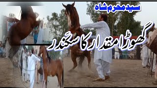 New Ghora Dance Mokdar Ka Sekindar Ghora Na Kamal Kar DyaSyed Mhamarm Shah Sherize MalikKamalia [upl. by Blinni]