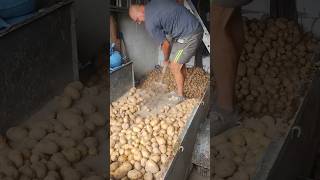 Pierwsza partia ziemniaków pozbierana 😁potato ziemniaki farming work wykopki [upl. by Niarfe]