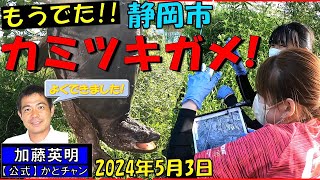 【速報】もう出た！カミツキガメ！休日でも出会ったらチャンス！みんなで防除、初期対応が大切です！見つけたら最寄りの警察・行政に連絡を！GWも！ 2024年5月3日今年初！ ≫ 加藤英明【公式】かとチャン [upl. by Ball]