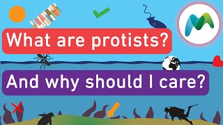 What are protists [upl. by Uke337]