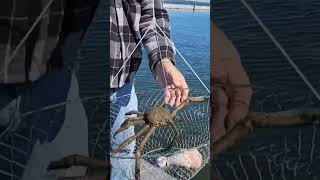 Giant Spider Crab [upl. by Seiter901]