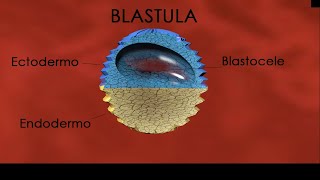 Biología del desarrollo de Xenopus laevis Desarrollo embrionario [upl. by Moria]