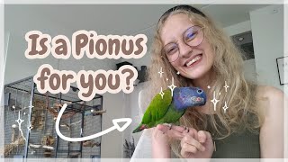 Pionus Parrot Guide and Overview  Everything you need to know UPDATED [upl. by Daggna]