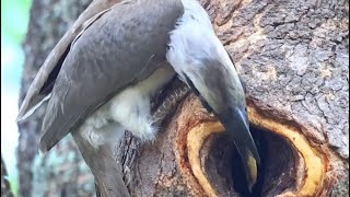 Indian Grey Hornbill feeding chicks with berries [upl. by Mora]