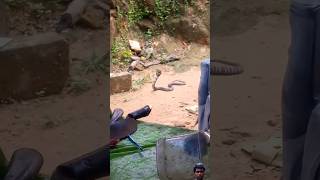 Mongoose vs king cobra Timate  short video  mamavlogs [upl. by Olivann]