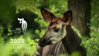 2023 Year in Review  Okapi Conservation Project [upl. by Alano944]