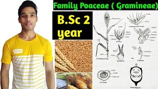 Family Poaceae Gramineae Floral characters daigram formula and Economic importance BSc 2 year [upl. by Ycnej]