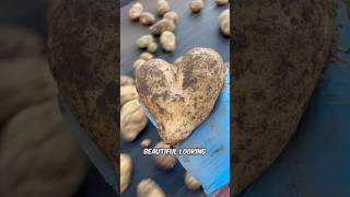 A potato love story that took 10 hours potatoes [upl. by Arahsat]