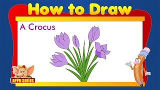 Learn to Draw Flower  Draw a Crocus [upl. by Amhsirak970]