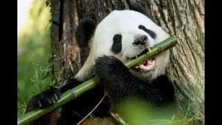 Filhote de panda carente vira sensação na internet por apego a cuidador [upl. by Eeral304]