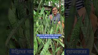 উদ্ভিদের নাম শ্বাশুড়ির জিহব্বা যা গৃহাভ্যন্তরের বায়কে বিশুদ্ধ করে [upl. by Eelrebma]