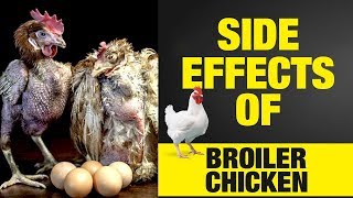 இதை சாப்பிடலாமா  WHY WE SHOULD NOT EAT BROILER CHICKENS  Broiler Chicken Side Effects in Tamil [upl. by Grani]