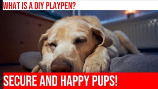 DIY Building a Playpen for Your Golden Retriever Puppy [upl. by Martsen]