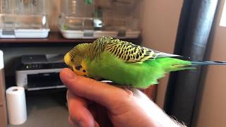 Kiwi the budgie talks to my fingernail for 2 minutes [upl. by Nirrep634]