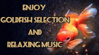 Lets Check Selected Goldfish Videos on Tank and Enjoy Tha Relaxing Music [upl. by Tedman]