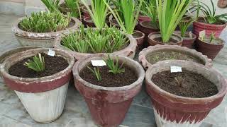 How to Grow Colored Tuberoses Bulbs  Tuberose Winter Care  Rajnigandha  Polianthes Tuberosa [upl. by Charmian]