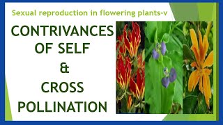 Contrivances of self and cross pollination Sexual reproduction in flowering plantsv XII BOTANY [upl. by Hsilgne872]