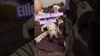 Dalmatian Puppies 🐶 😍 puppyshorts dalmatianpuppy [upl. by Halle]